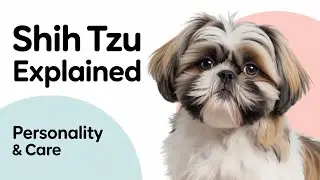 Shih Tzu Dog Breed Explained: Personality, Traits & Care