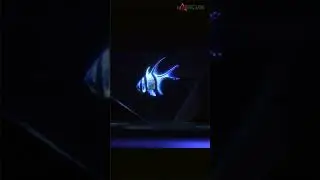 Zoo Frankfurt Turns a Print Ad Into a 3D Mini Aquarium | Markcade