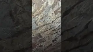 Pest Control Related Videos ( Termites eating Plywood)