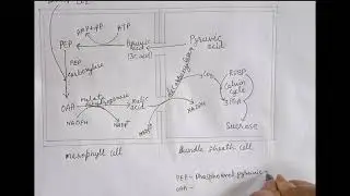 Hatch and Slack Cycle - Easily Draw by these Simple Steps / C4 Cycle for Exam 