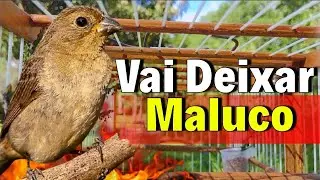 Melhor Piado de f&ecirc;mea de papa capim para Foguear Papa capim tui tui com Piado de f&ecirc;mea de papa capim