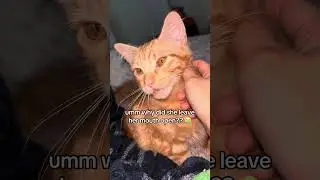 why did my cute cat leave her mouth open? 😭 #cats #catshorts #cutecat #funnycats #pets #shorts
