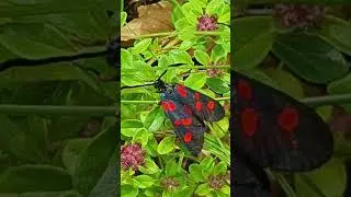 Beautiful poisonous butterfly 🦋