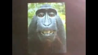 witzige affenbilder