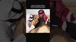 полные видео по ссылке в шапке прфгиля #пати #дубай #вечеринка