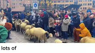 Why these Sheep's running through city in N&uuml;renberg,Germany