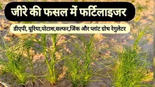Fertilizer in cumin crop