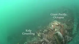 Rocky Reef Species