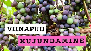 Viinapuu kujundamine | Roheline maja