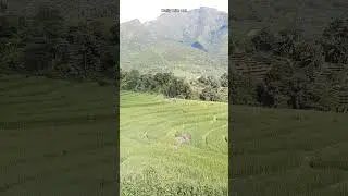 Beautiful nature with rural life #dailylife #dailylifenew #dailylifevlog