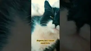 Апрель вот такая канетель. #апрель #весна #приколы #юмор