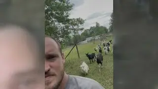 Michigan farmer loses more than 100 goats in fire