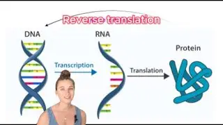 Reverse translation for single-molecule protein sequencing (Zheng et al, Biorxiv 2024)