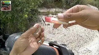 Casting Ikan Tarpon Umpan Mini Popper, Disambar Babon Boss !!!