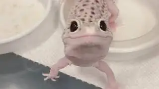 Cute Leopard Gecko Greets Me!