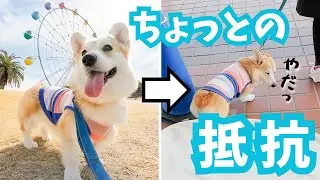 お姉ちゃんになった愛犬のほんのちょっとの抵抗。。【コーギー犬】