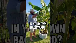 Do You Want to Grow Bananas?