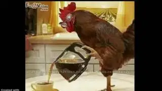 Funny Whatsapp Videos Good Morning   YouTube