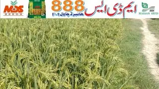 Hybrid Rice MDS 888/Hybrid Daddo Chawal/Hybrid Dhan ka beej/ہائبرڈ دھان/چاول کا بیج