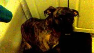 Dog Hates Hair Dryer
