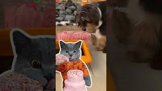 Don't Waste Food!🤚 Help More Poor People🥺❤️ #funnycat #funnymemes #trending
