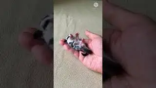 Cute little flying squirrel sleep complection 2021 #shorts