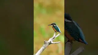 #birds #wildlifephotoghraphy #relaxing #nature #asmr #kingfisher #birdsounds #birdslover #birding