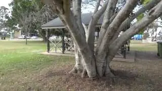 Charles Holm Park