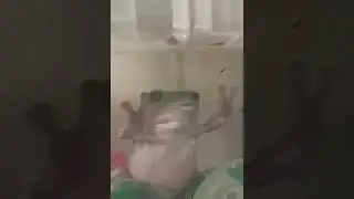 Bullfrog Eats Giant Scorpion #shorts