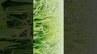 my first vlog background music whatsapp status#short #viral