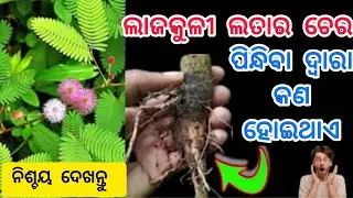 ଲାଜକୁଳୀ ଲତାର ଚେର ପିନ୍ଧିବା ଦ୍ଵାରା କଣ ହୋଇଥାଏ, ଜାଣିଲେ ଆଶ୍ଚର୍ଯ୍ୟ ହେବେ//odia spiritual//odia rashiphal 