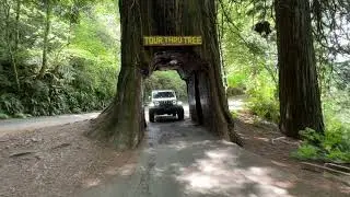 Klamath Drive-Thru Tree: Nature's Incredible Tunnel