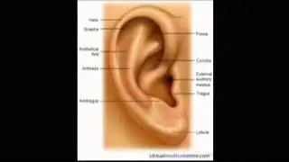 The Human Ear - God's Miracle of Design