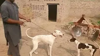 beautiful 2 dogs||shook shani bhai||gulo bhai group||shook or shikar