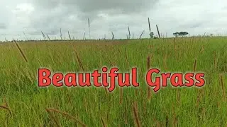 Shooting Relaxcation Music With The Beautiful Green Grass File