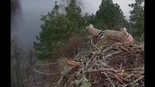Great Spotted Woodpecker makes a noisy visit to Loch of the Lowes Osprey nest 17 Mar 2022
