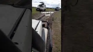 Leopard crossing road