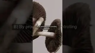 Can Fungi Control Zombies in Real Life