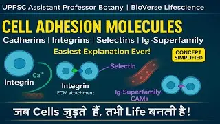 Cell Adhesion Molecules (CAMs) | Cadherins, Integrins, Selectins, Ig-Superfamily | UPPSC Asst Prof