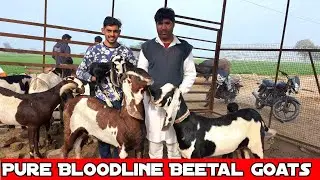 beetal goat farming  Pure Bloodline Beetal Male Female Goats in India | Namaz Goat Farm Hanumangarh