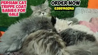 🔥 Persian Cat For Sale in Dehradun | Bijnor | Kotdwar | Delhi 😻 Fluffy Home Raised Kitten