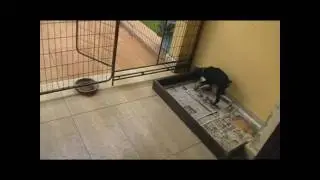 Well trained Puppy for Sale Kuala Lumpur Malaysia