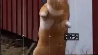 cha cha real smooth cat meme