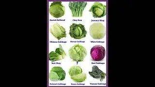 Cabbage Family 🥬 #yt #english  #englishlanguage #englishvocabmastery #englishlearning #vegetables