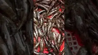 IKAN HANTU KETUTU Untuk dijual 0137262444