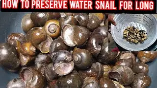 WATER SNAILS| HOW TO PRESERVE WATER SNAIL FOR LONG| DIY| WATER SNAIL PREP AND LONG TERM STORAGE|