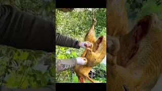 Look at this Giant ostrich roast😲