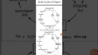 Diplohaplontic Life cycle in Algae