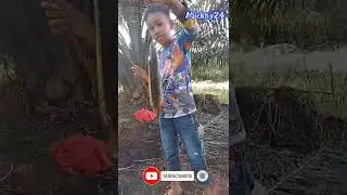 angler junior!! streke ikan kihung / kesung #shorts #kutaibarat #kalimantantimur #mickhy24