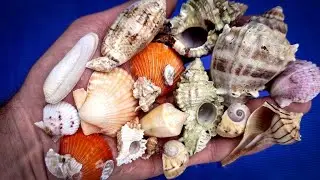 A wonderful SHELL Trip to SW Florida - Kice Island with Reel Kind!